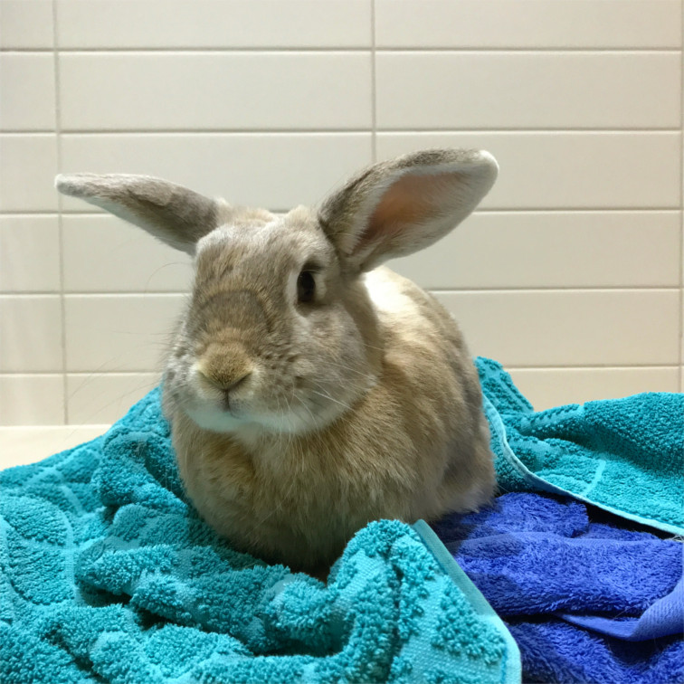 Ninja Bunnington in 2019